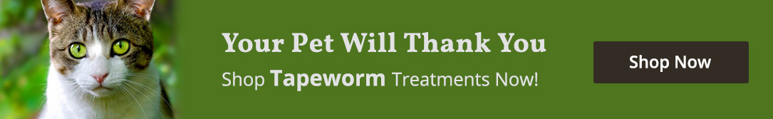 Dog Tapeworms: A Serious Worry? banner